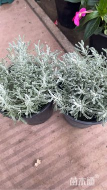 高度15厘米银香菊