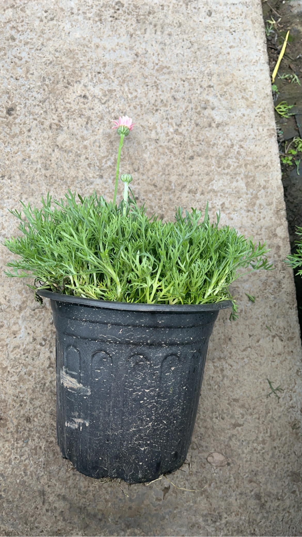 高度10厘米雏菊
