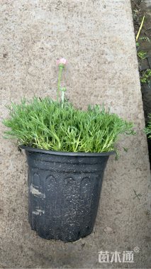 高度10厘米雏菊
