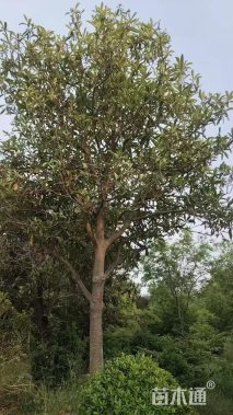 20公分枇杷