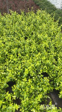 高度25厘米大花六道木