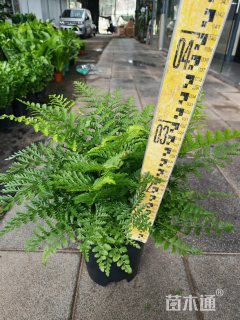 高度30厘米吉姆蕨