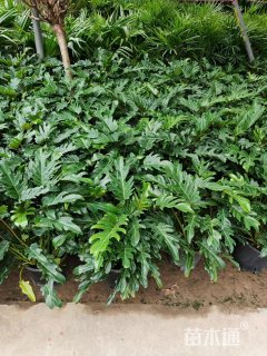 1.5加仑小天使，现货。