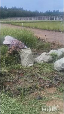 高度30厘米斑叶芒