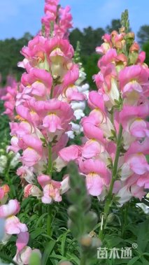 高度25厘米金鱼草