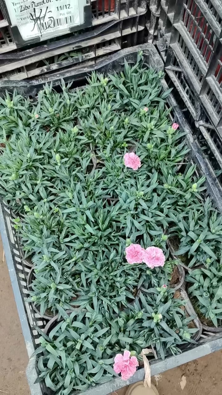 高度30厘米康乃馨