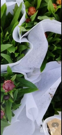 高度35厘米蜡菊