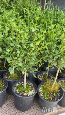 高度100厘米木槿