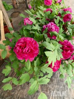 高度30厘米牡丹