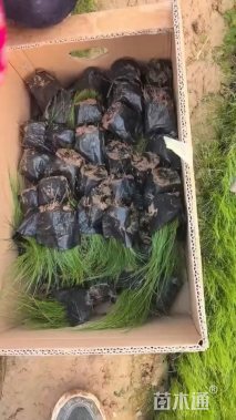 高度30厘米墨西哥羽毛草