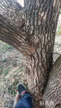 50公分多杆香樟