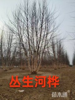 高度900厘米丛生河桦