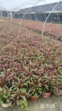 高度25厘米千鸟花