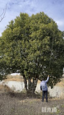 80公分丛生香樟