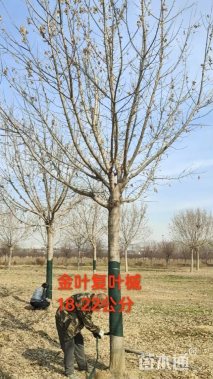 20公分金叶复叶槭