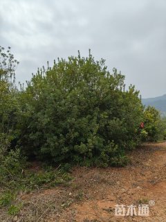15公分杨梅
