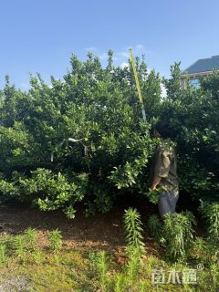 高度200厘米南丰蜜桔