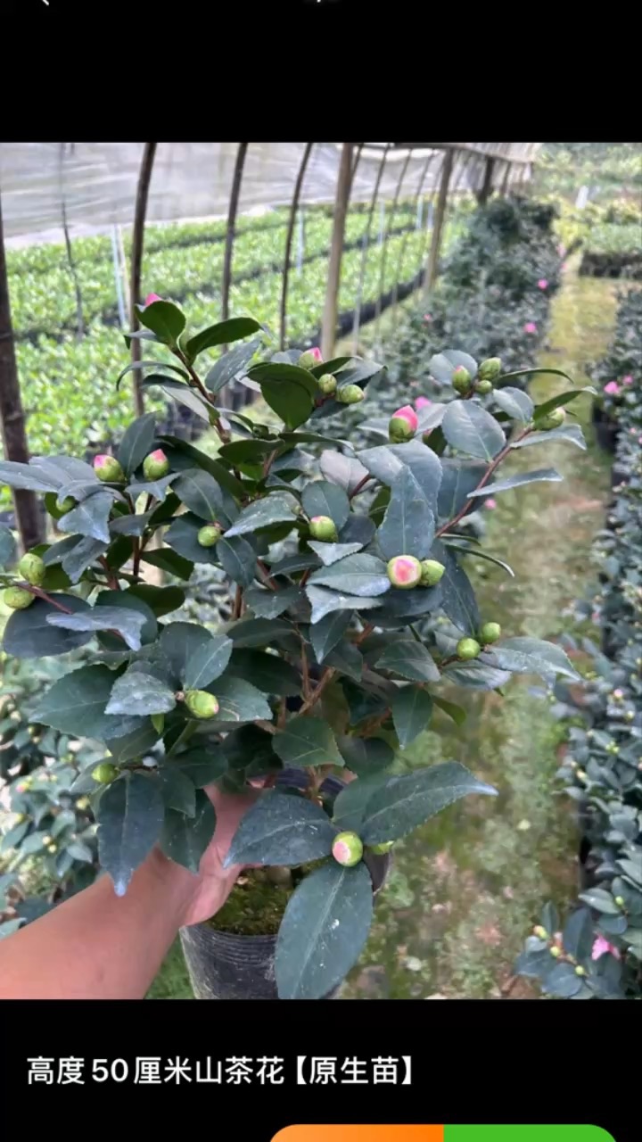 高度50厘米山茶花