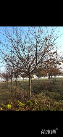 10公分高杆染井吉野樱