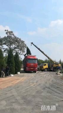 高度400厘米塔柏