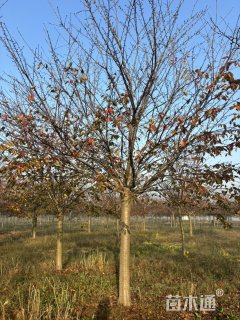 15公分高杆染井吉野樱