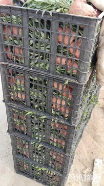 高度20厘米假龙头