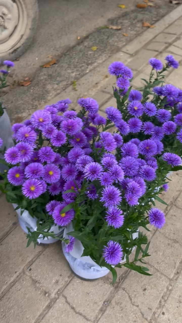 翠菊