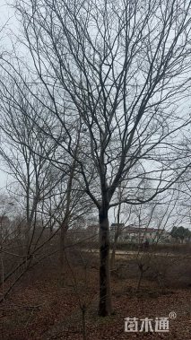 30公分朴树