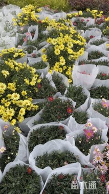 高度30厘米玛格丽特花