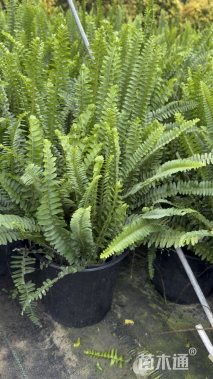 高度40厘米肾蕨