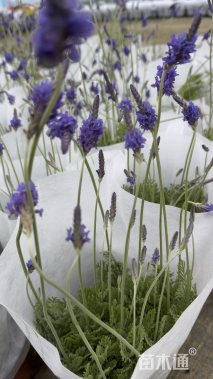 高度30厘米薰衣草