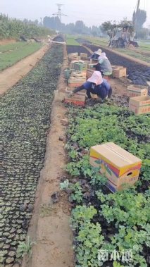高度10厘米耧斗菜
