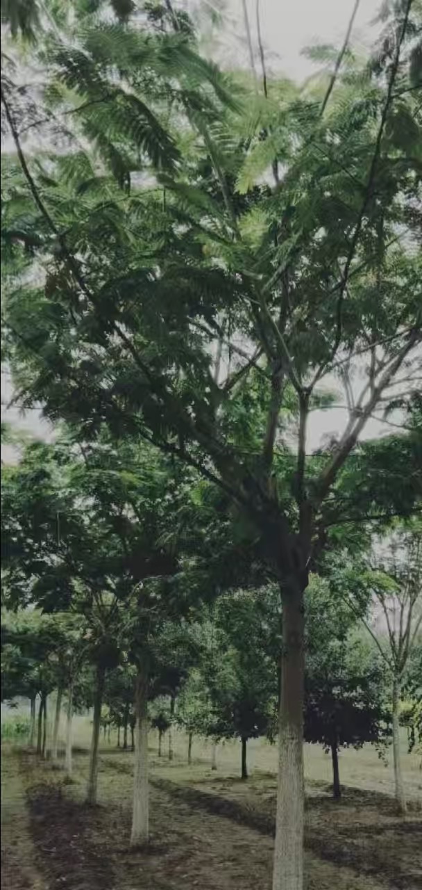 11公分合欢