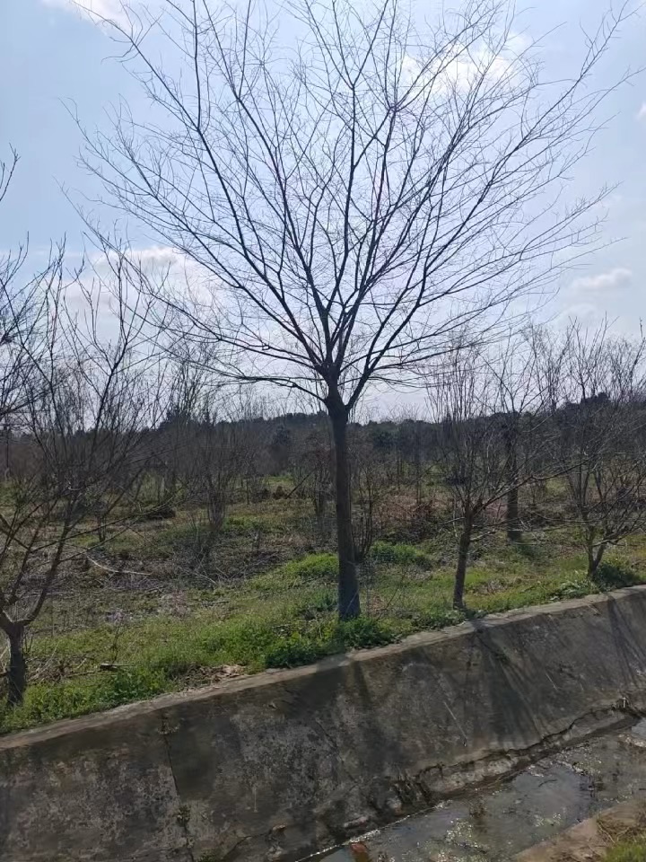 8公分榉树