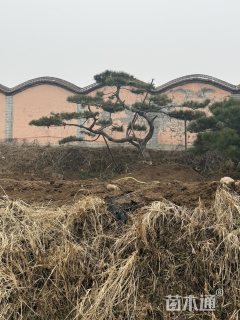 高度350厘米造型松