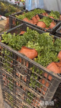 高度15厘米薄荷