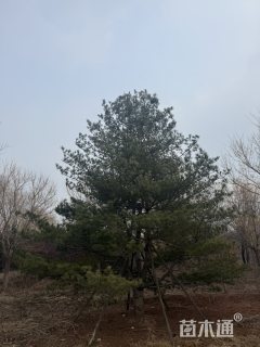 高度1300厘米油松