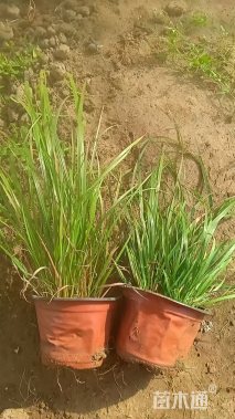 高度20厘米拂子茅