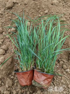 高度30厘米拂子茅