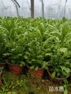 高度20厘米黄金菊