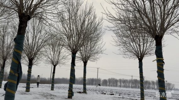 15公分秋紫白蜡