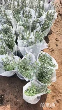 高度40厘米柳叶星河