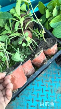 高度20厘米绣球