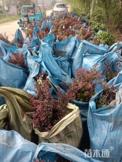 高度45厘米红叶小檗