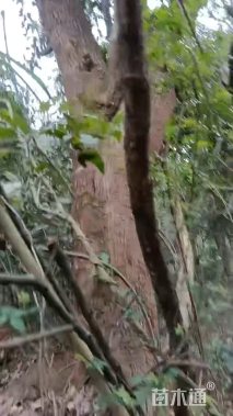 100公分香樟