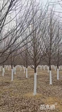 14公分欧洲小叶椴