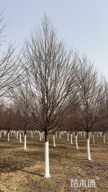 13公分欧洲小叶椴