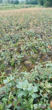 0.5公分红叶石楠