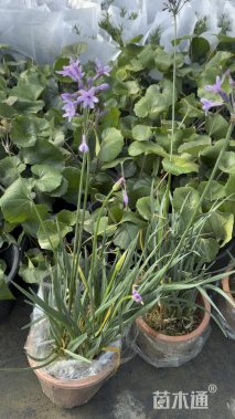 高度40厘米紫娇花