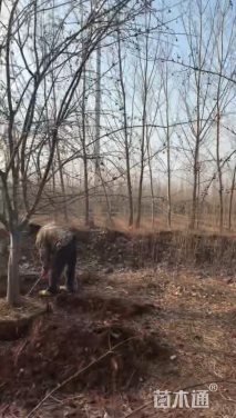 12公分八棱海棠